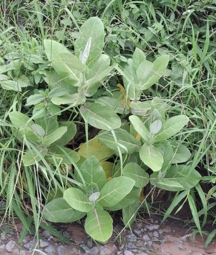 giant milkweed