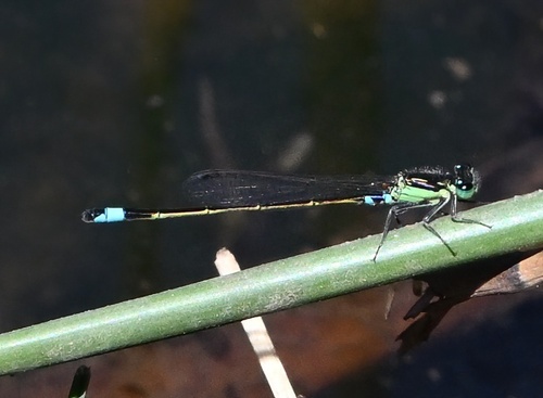 Common Bluetail
