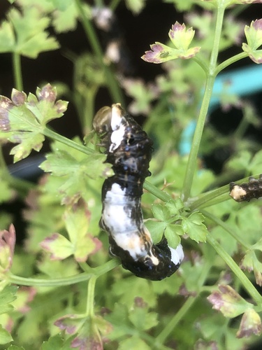 Western Giant Swallowtail