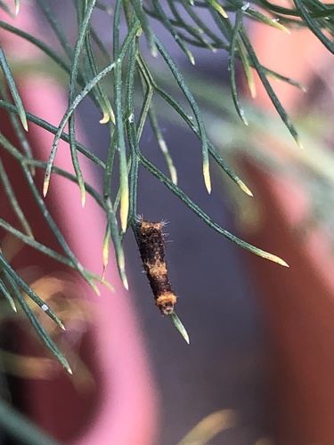 Western Giant Swallowtail