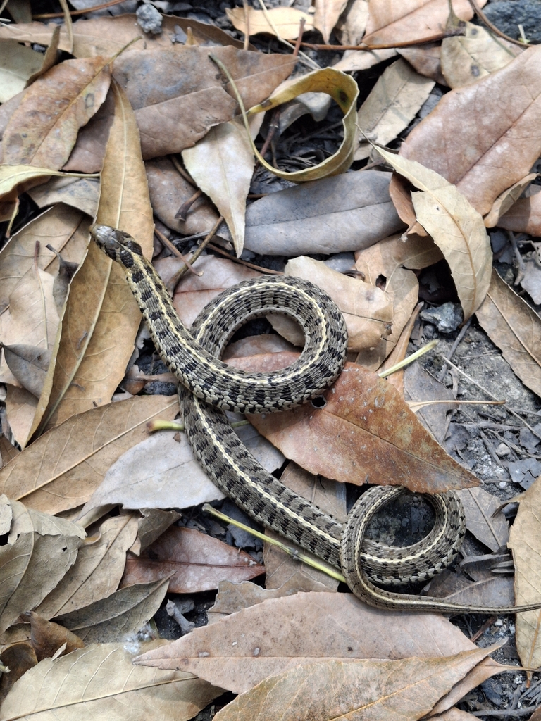 Short-tail Alpine Garter Snake from Paradero Cu, C.U., 04510 Ciudad de ...