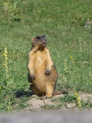 Bobak Marmot