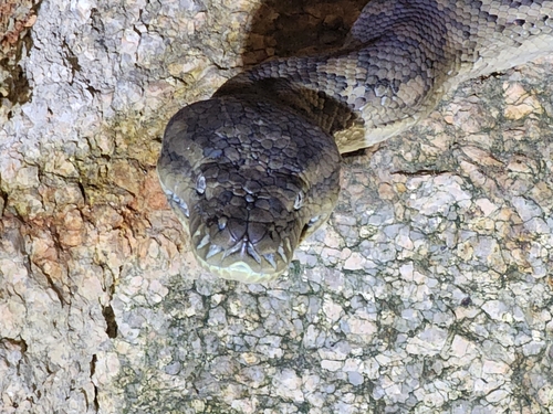 Coastal Carpet Python sighting