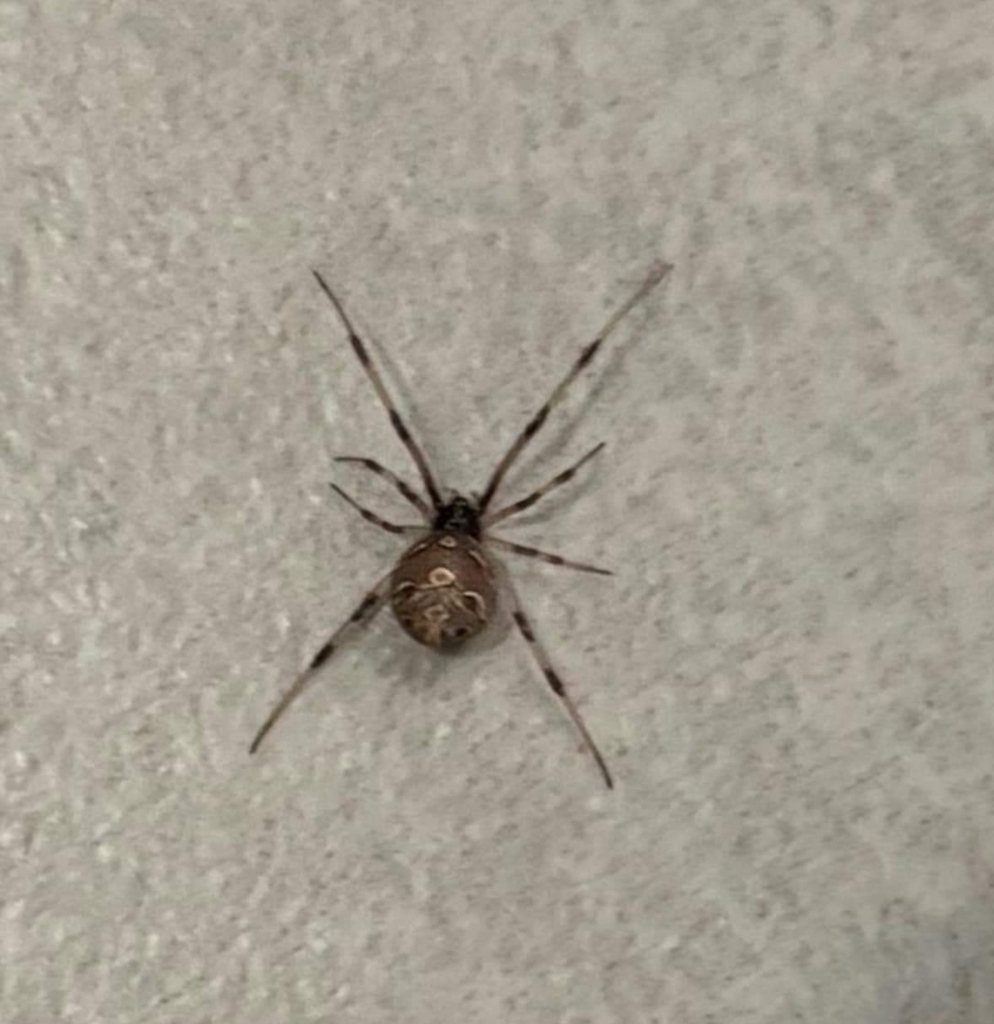 Brown Widow from Greater Palm River Point CDC, Tampa, FL, USA on ...