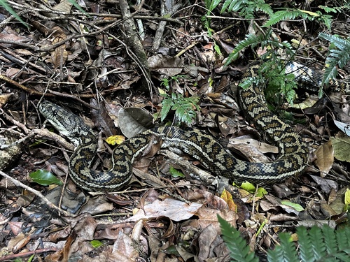 Coastal Carpet Python sighting