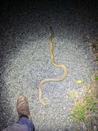 Eastern Brown Snake sighting