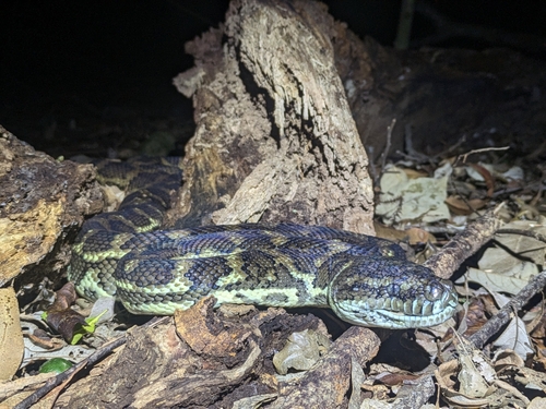Coastal Carpet Python sighting