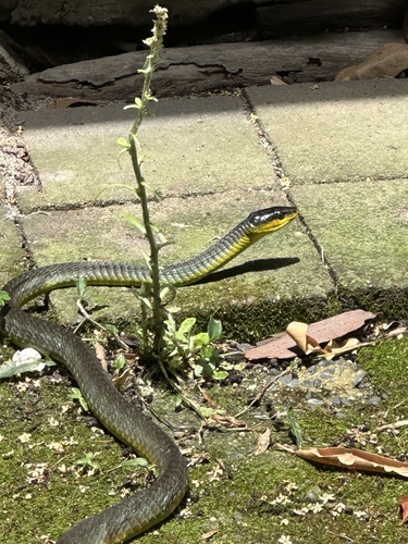 Common Tree Snake sighting