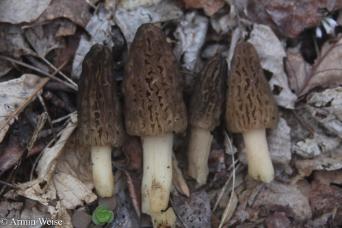 black morel