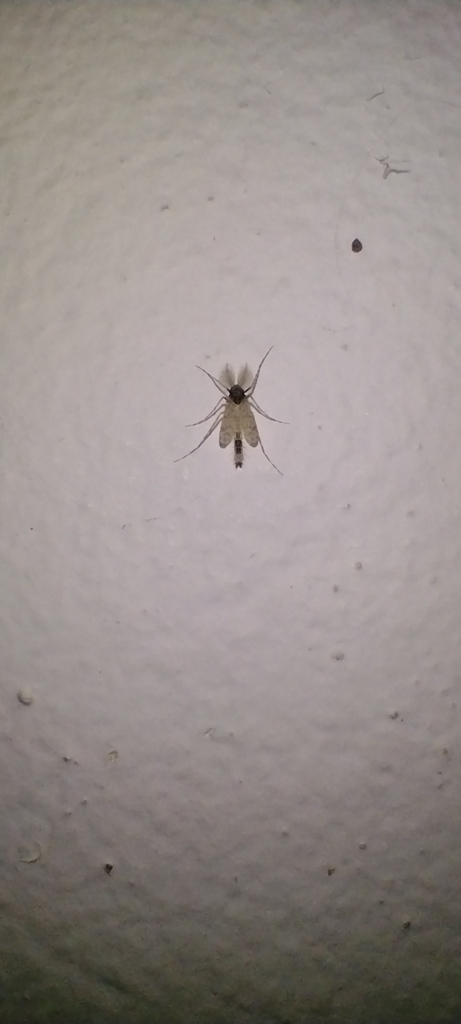 Tanypods from FG4F+FQ - Quilombo, Pelotas - RS, Brasil on November 01 ...