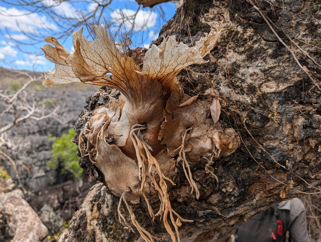 Platycerium quadridichotomum · iNaturalist
