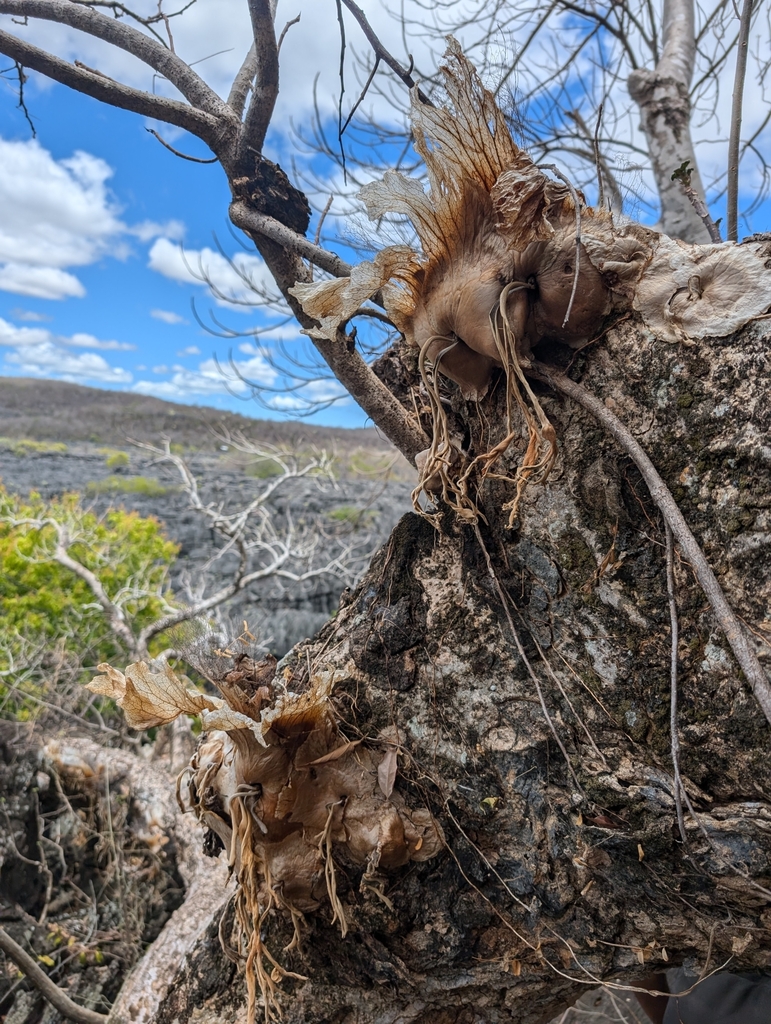 Platycerium quadridichotomum · iNaturalist