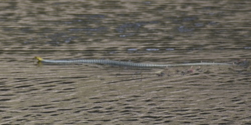 Common Tree Snake sighting