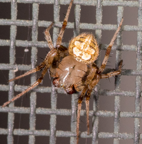 Butterfly Orbweaver