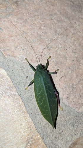 Blue-legged Sylvan Katydid