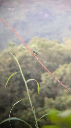 Variable Sunbird