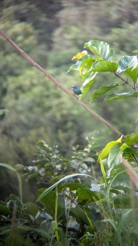 Splendid Sunbird