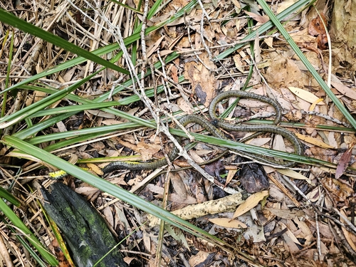 Common Tree Snake sighting