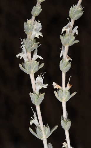 Thymbra nabateorum