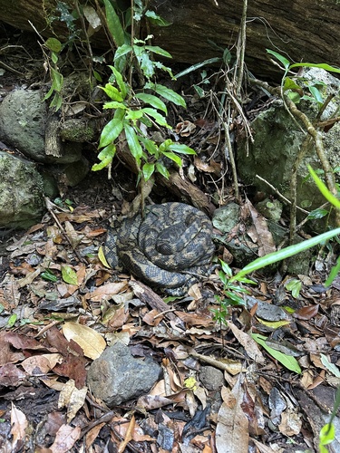 Coastal Carpet Python sighting