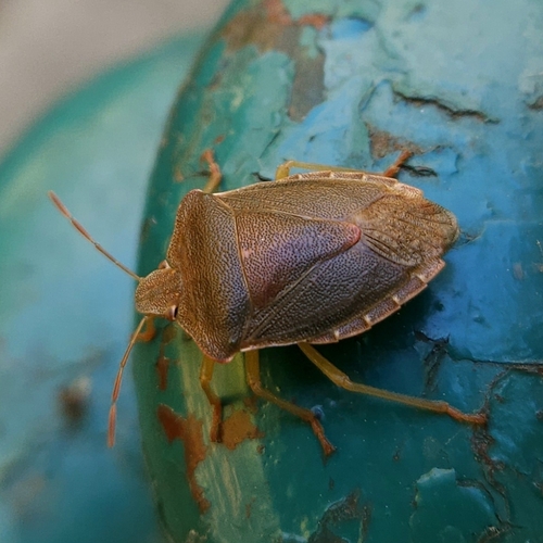 Green Shield Bug