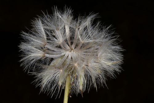 Scorzonera alpigena