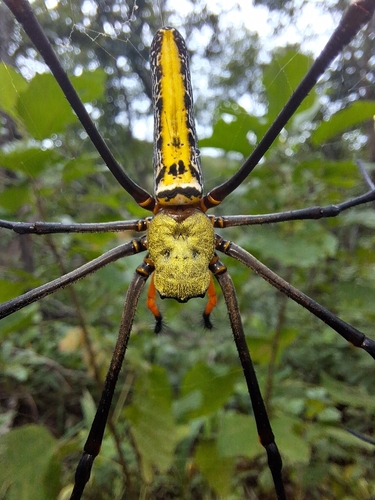 Giant Golden Orbweaver