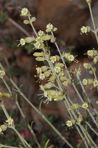 Maraş nakılı (Silene stenobotrys)