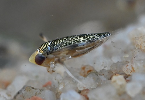 Sigara meridionalis
