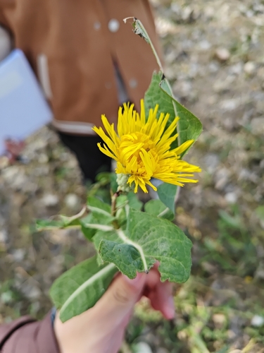 Common Sow-thistle