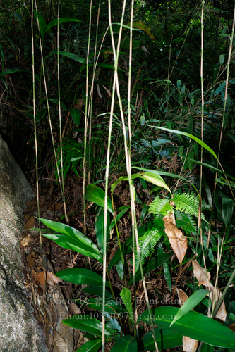 Pseudosasa pallidiflora