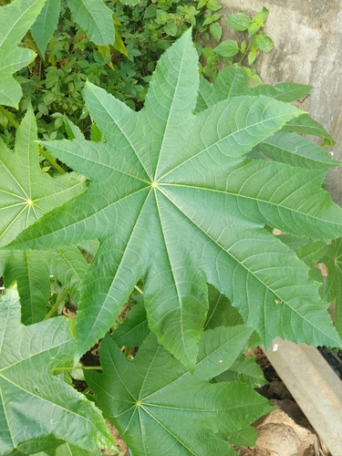castor bean