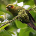 Sulphur-winged Parakeet - Photo (c) Ryan Andrews, all rights reserved, uploaded by Ryan Andrews