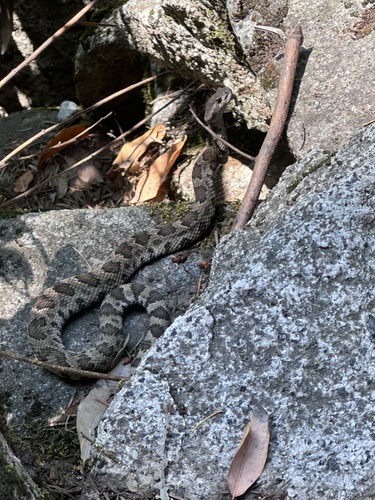 iNaturalist observation photo of Western Rattlesnake