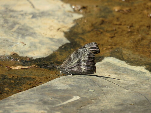 American Snout