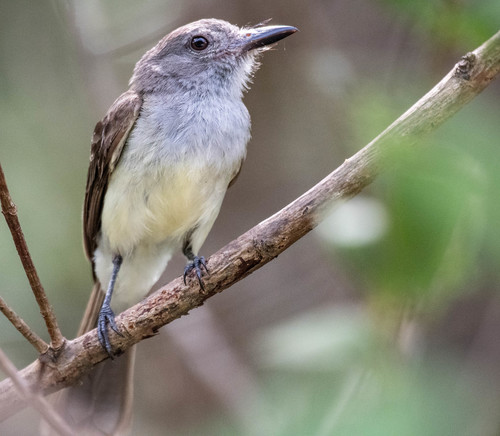 Myiarchus panamensis image