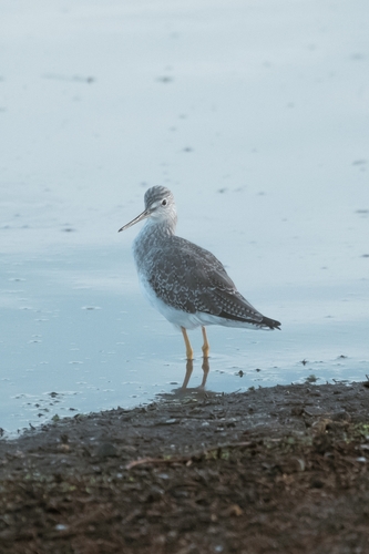 iNaturalist observation photo of Greater Yellowlegs