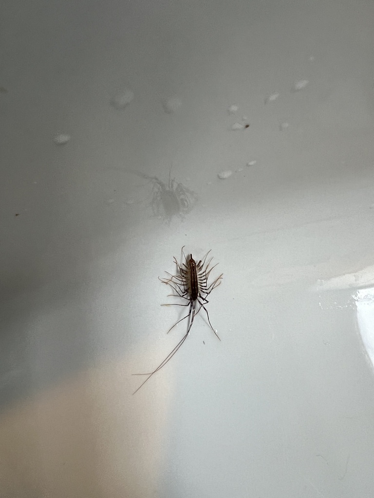House Centipede from Fourth Ave NW, New Brighton, MN, US on January 21 ...