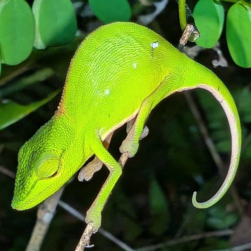 Perinet Chameleon