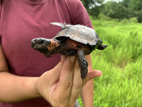 Bog Turtle