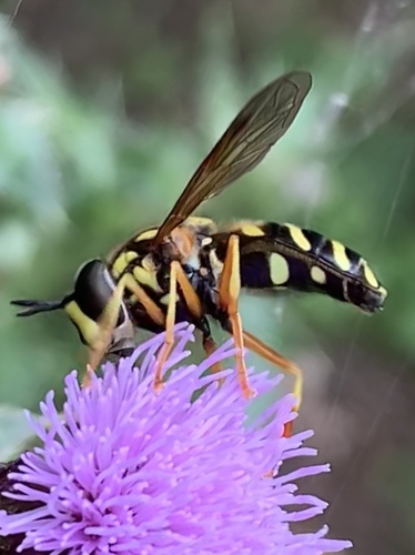 Chrysotoxum festivum nuotrauka
