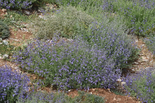 Teucrium orientale