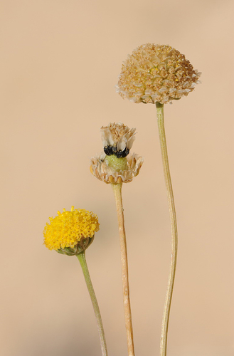 Tripleurospermum auriculatum