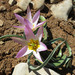 Tulipa humilis - Photo (c) Ori Fragman-Sapir, all rights reserved, uploaded by Ori Fragman-Sapir
