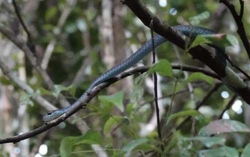 Common Tree Snake sighting