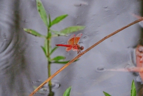 Ditch Jewel