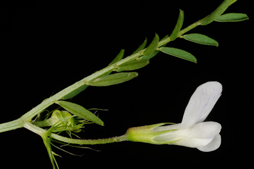 Vicia articulata Hornem.