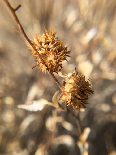 triangle-leaf bursage