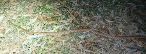 Brown Tree Snake sighting