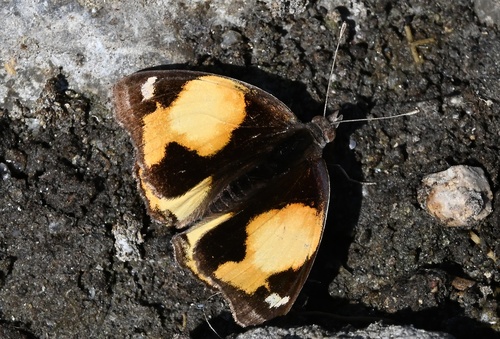 African Yellow Pansy
